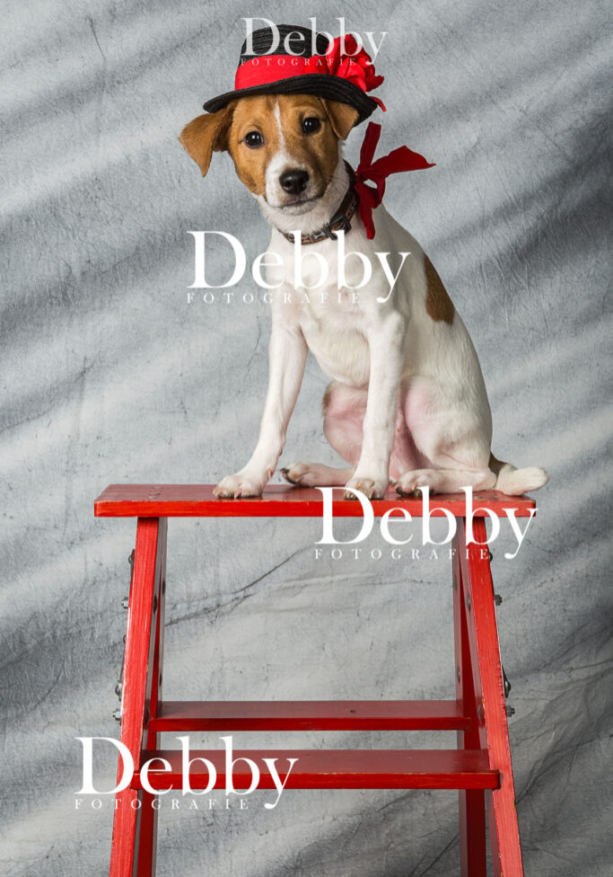 Hundeshootings Hundefoto